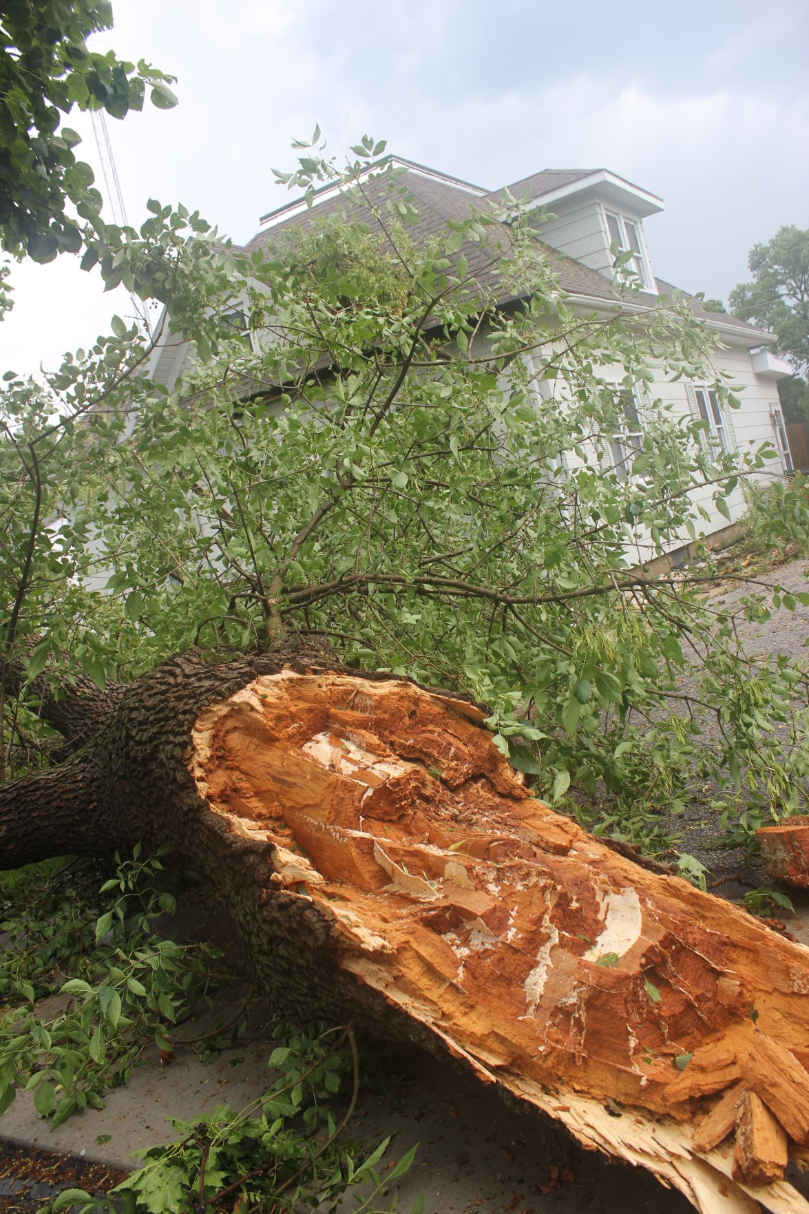Downed Tree